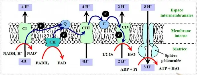 Libération de l'énergie emmagasinée dans la matière organique